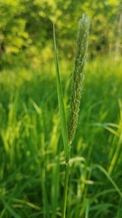 Alopecurus pratensis