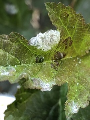 Podosphaera physocarpi