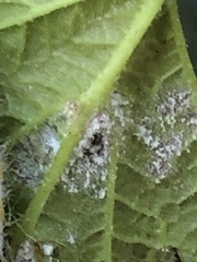 Podosphaera physocarpi