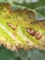 Podosphaera physocarpi