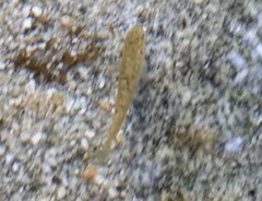 Rhinichthys osculus 8