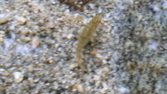 Rhinichthys osculus 8