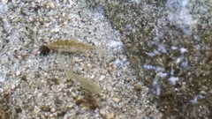 Rhinichthys osculus 8