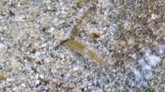 Rhinichthys osculus 8