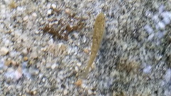 Rhinichthys osculus 8