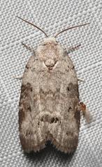 Polygrammate cadburyi