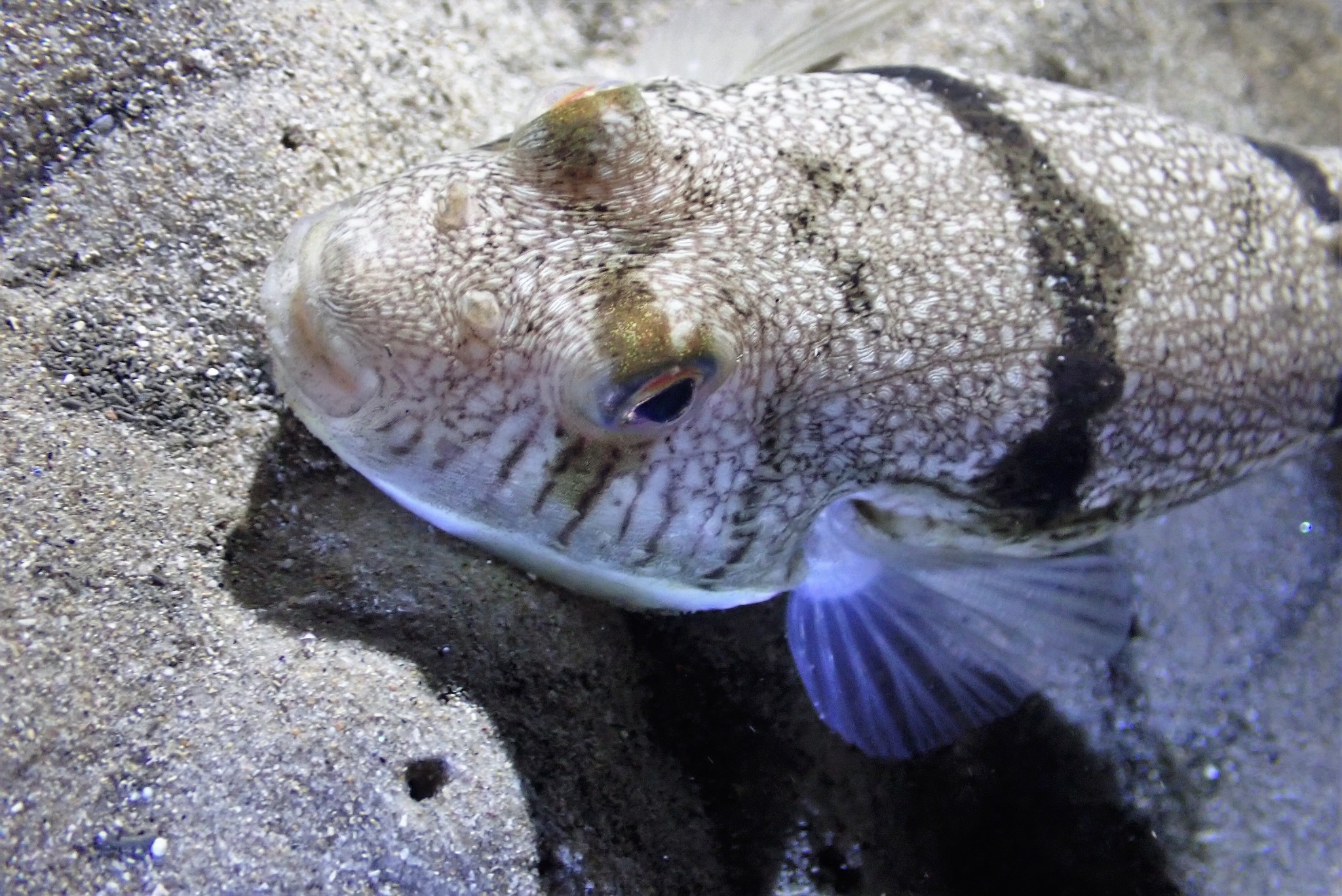 The orange-spotted toadfish Torquigener hypselogeneion (Bleeker 1852)