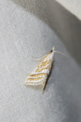 Leptosteges parthenialis