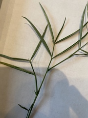 Lathyrus graminifolius