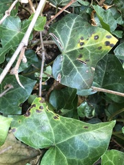 Colletotrichum trichellum