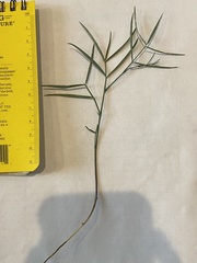 Lathyrus graminifolius