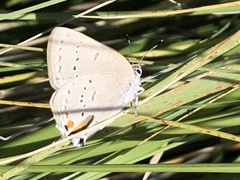 Satyrium