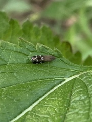 Anacampsis levipedella