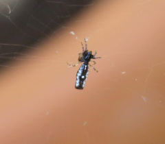 Araneoidea