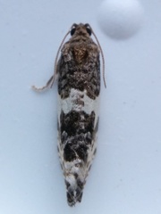 Pseudosciaphila duplex