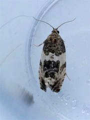 Pseudosciaphila duplex