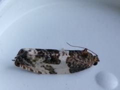 Pseudosciaphila duplex