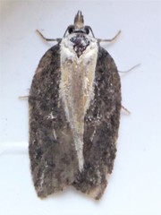 Acleris pulverosana