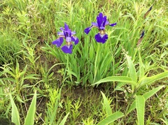 Iris sanguinea