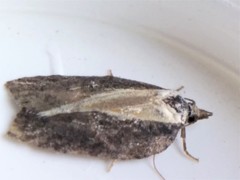 Acleris pulverosana