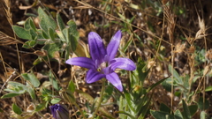 Brodiaea terrestris kernensis