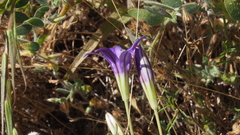 Brodiaea terrestris kernensis