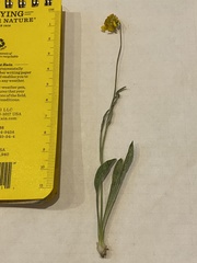 Tetraneuris argentea