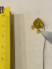 Tetraneuris argentea