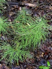 Equisetum sylvaticum
