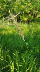 Alopecurus pratensis