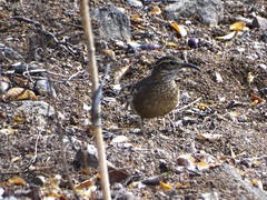 Upucerthia saturatior