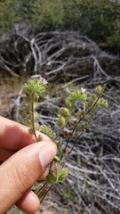Phacelia rattanii