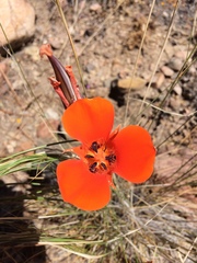 Calochortus kennedyi