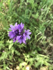 Dipterostemon capitatus