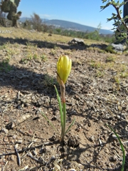 Zephyranthes longifolia
