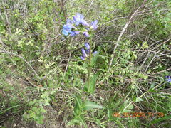 Penstemon cyaneus