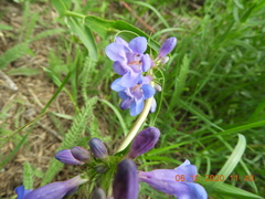 Penstemon cyaneus