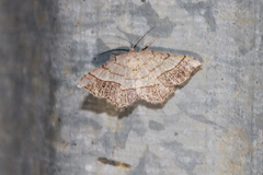 Eumacaria madopata