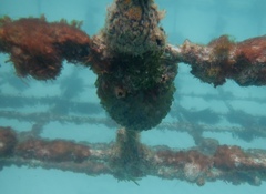 Clavelina moluccensis