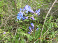 Penstemon cyaneus