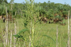 Amaranthus australis