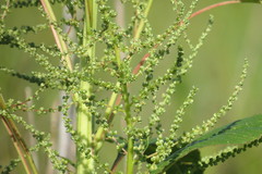 Amaranthus australis
