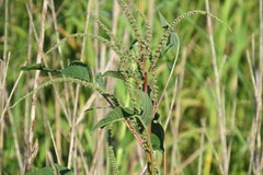 Amaranthus australis