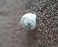 Xeroplexa intersecta