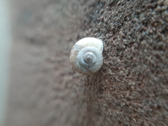 Xeroplexa intersecta