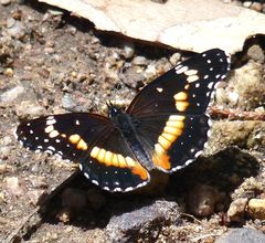 Chlosyne lacinia crocale