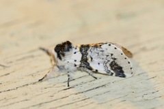 Furcula scolopendrina