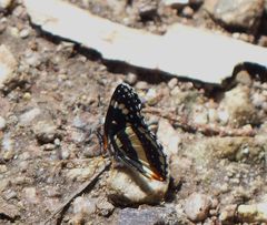 Chlosyne lacinia crocale