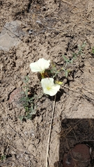 Calystegia occidentalis occidentalis