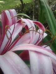 Crinum zeylanicum